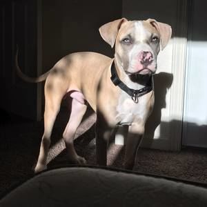 Meet your Posher, Gilbert